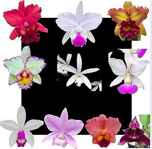 Kit 10 Orquídeas Cattleya Variadas – Cód 4053