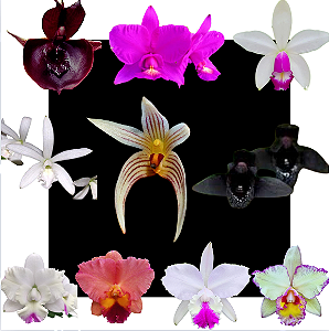 Kit 10 Orquídeas Cattleya Variadas – Cód 4055