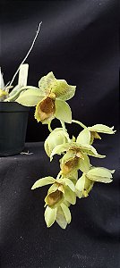 Clowsetum DF Dogmus - Adulta