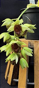 Clowsetum DF Dogmus - Adulta - 2
