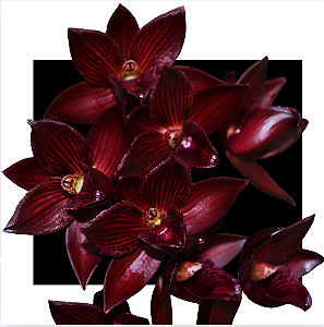 Catasetum Fredclarkeara Morm. Painted Desert - Vinho