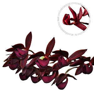 Orquidea Mormodes Virgin Del Valle Purple Devil