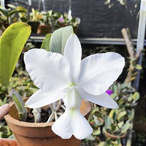 Cattleya Walkeriana Alba Montes Claros x Serrinha da Canastra - Cod 2853652