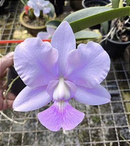 Cattleya Walkeriana Coerulea Sensacion x Blue Diamont-3