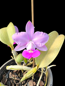 Cattleya Walkeriana Lilacina Rosinha   - Adultas