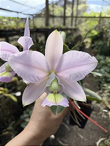 Cattleya Nobilior Coerulea Rose - Adulto