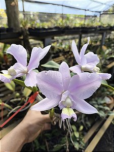 Cattleya Nobilior Coerulea Magnus - Adulto
