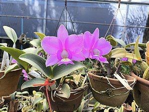 Cattleya Nobilior Bolinha - Corte Matriz