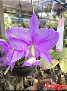 Cattleya Nobilior tipo Labeloide Brilho Suave - Adulto