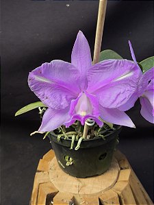 Cattleya Nobilior Labeloide Miragem - Adulto
