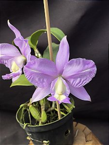 Cattleya Nobilior Labeloide Aurora - Adulto