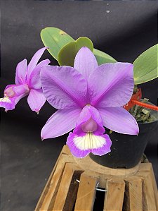 Cattleya Nobilior Jubileu ( DF 61 X Trem do Pantanal) - Adulto