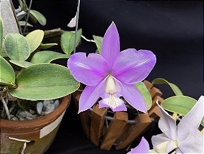 Kit de 4 cattleya Nobilior especial -  Cód 01-2025 - Adultas