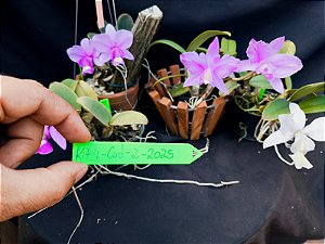 Kit de 4 cattleya Nobilior especial - Cód 02-2025 - Adultas