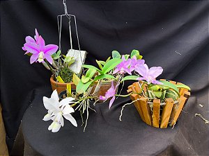 Kit de 4 cattleya Nobilior especial  - Cód 03-2025 - Adultas