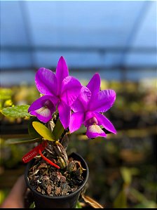 Cattleya Nobilior Flamea Divina - Adulta