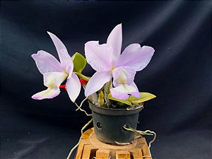 Cattleya Nobilior Suave Perola Carol - Adulta