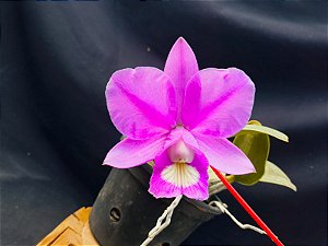 Cattleya Nobilior Tipo Labelim - Adulta