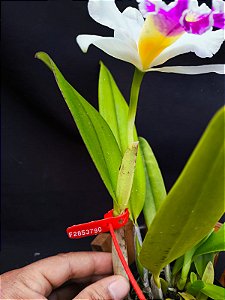 Cattleya Final Touche x Mikke Nagata - Adulta