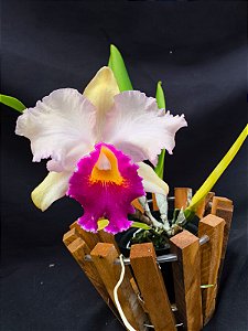 Cattleya Final Touche x Mikke Nagata - Adulta-2