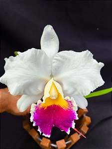 Cattleya Final Touche x Mikke Nagata - Adulta-3