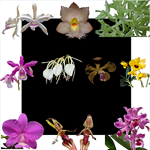 Kit de 10 Orquideas Selecionadas - Cod 10118