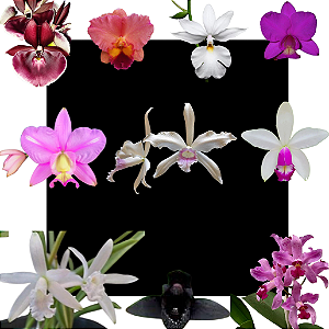 Kit de 10 Orquideas Selecionadas - Cod 10119