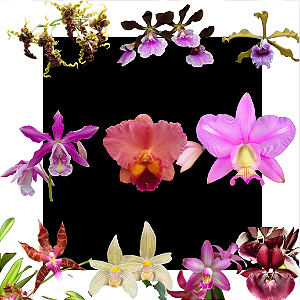 Kit de 10 Orquideas Selecionadas - Cod 10120