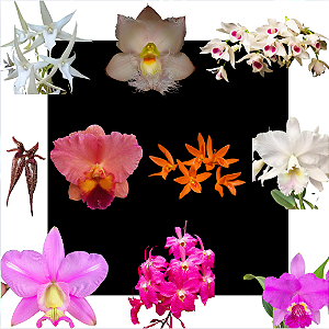 Kit de 10 Orquideas Selecionadas - Cod 10121