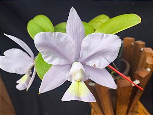 Cattleya Nobilior Coerulea Sky Blue - Adulta