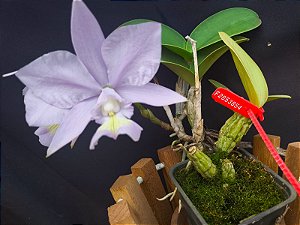 Cattleya Nobilior Coerulea Summer sky - Adulta