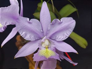 Cattleya Nobilior Coerulea Blue Dew - Adulta