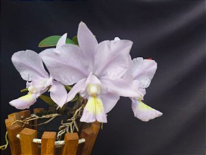 Cattleya Nobilior Coerulea Deep Sea - Adulta