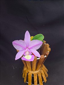 Cattleya Nobilior Flamea Golden Ember - Adulta