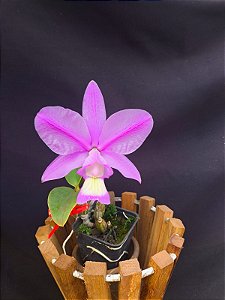 Cattleya Nobilior Flamea Flaming - Adulta