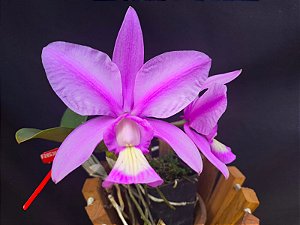 Cattleya Nobilior Flamea Heart - Adulta
