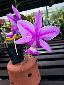 Cattleya Nobilior Flamea Living Fire - Adulta