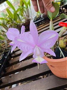 Cattleya Nobilior Labeloide Tesouro Natural - Adulta