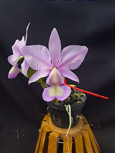 Cattleya Nobilior Concolor Solara - Adulta