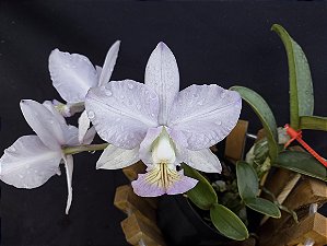 Cattleya Nobilior Amaliae Amestista -01 - Adulta