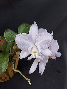 Cattleya Nobilior Amaliae Amestista -02 - Adulta