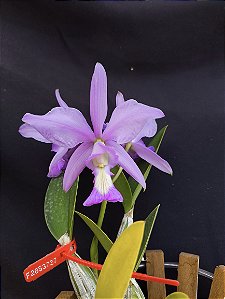 Cattleya Nobilior X Mesquitae - 01 - Adulta