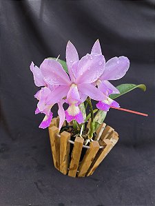 Cattleya Nobilior X Mesquitae - 02 - Adulta