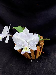 Cattleya Nobilior Amaliae Calêndula - Adulta