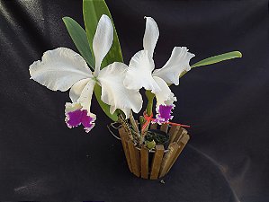 Cattleya Warnerii semi albo - Adulta-2853887