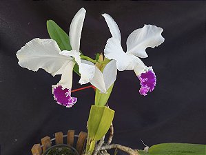 Cattleya Warnerii semi albo - Adulta-2853885