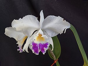 Cattleya Warnerii semi albo - Adulta-2853884