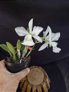 Cattleya Nobilior var Suavissima Mileid - Adulta-2853806