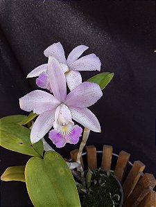 Cattleya Violacea var Amesiana Gloria - Adulta-2853883