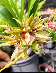 Catasetum cirrhaeoides x Colosum - Adulto